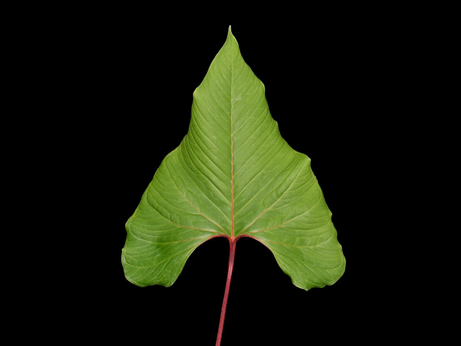 Anthurium marcocorreae