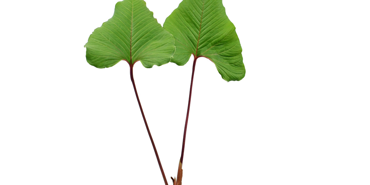 Anthurium Equator candy pardy 脇芽 Anthurium marcocorreae - Rare Ecuadorian Anthurium | Red Petiole