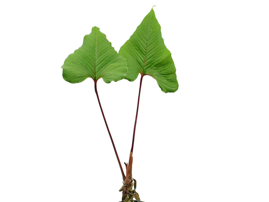 Anthurium marcocorreae