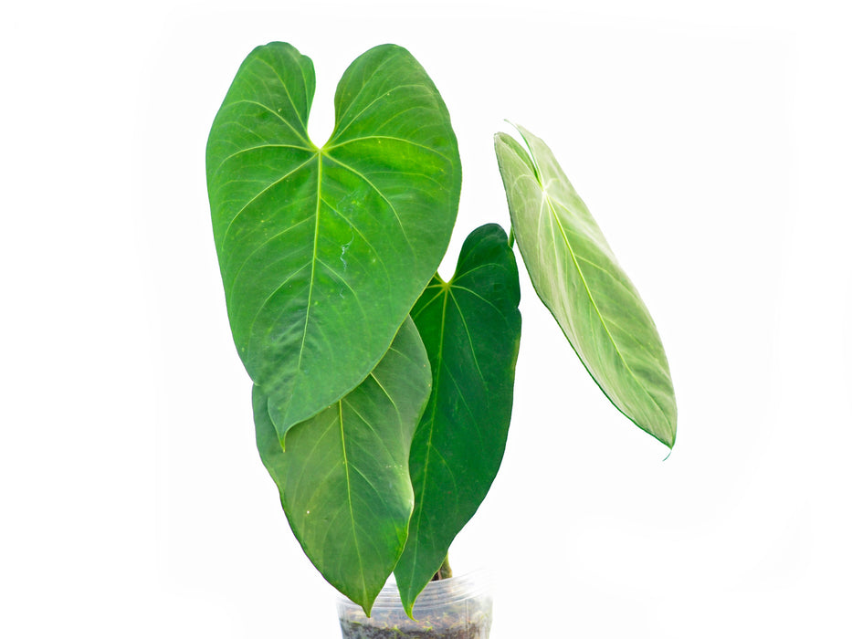 Anthurium marmoratum 2