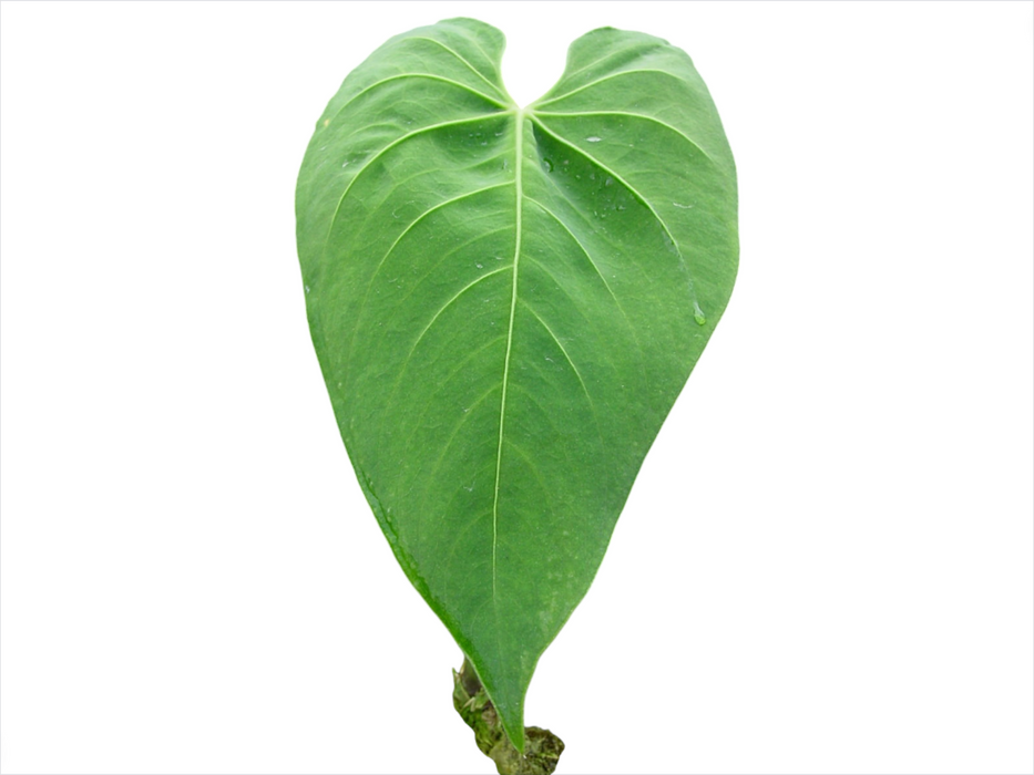 Anthurium marmoratum 2