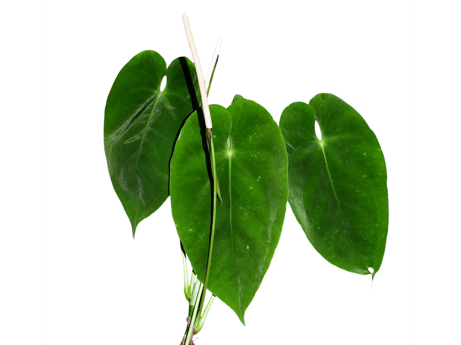 Anthurium marmoratum 'Gigi'