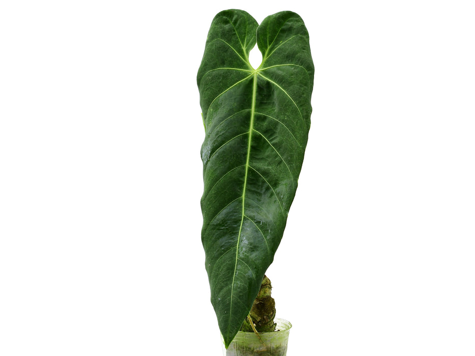 Anthurium metallicum (medium)