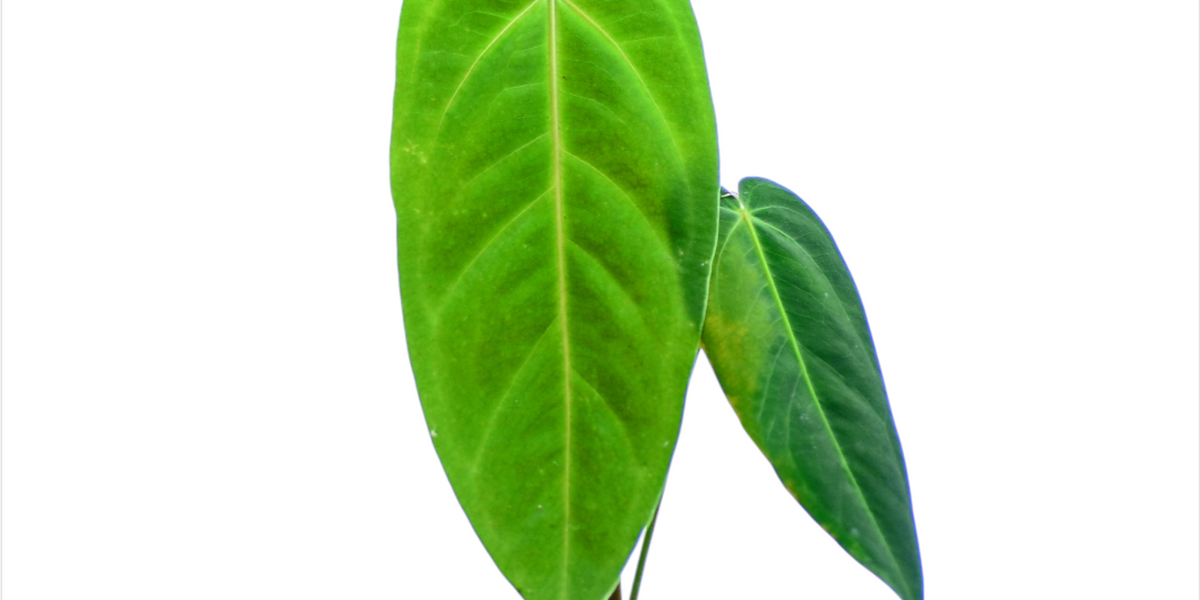 Anthurium metallicum Seedling - Rare Cool-Growing Species  Ecuagenera USA  Corp