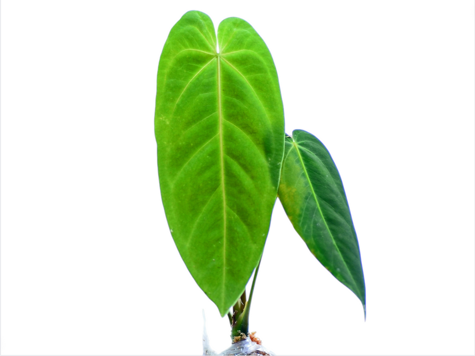 Anthurium metallicum (seedling)