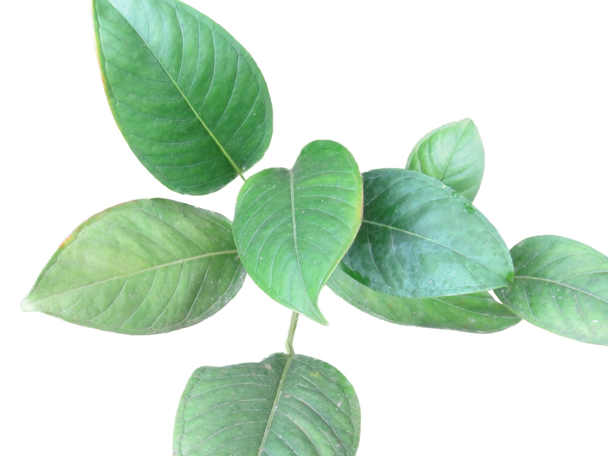 anthurium michelii Anthurium michelii — Ecuagenera USA Corp