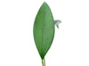Anthurium microphyllum (seedling)