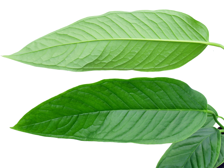 Anthurium misturatum