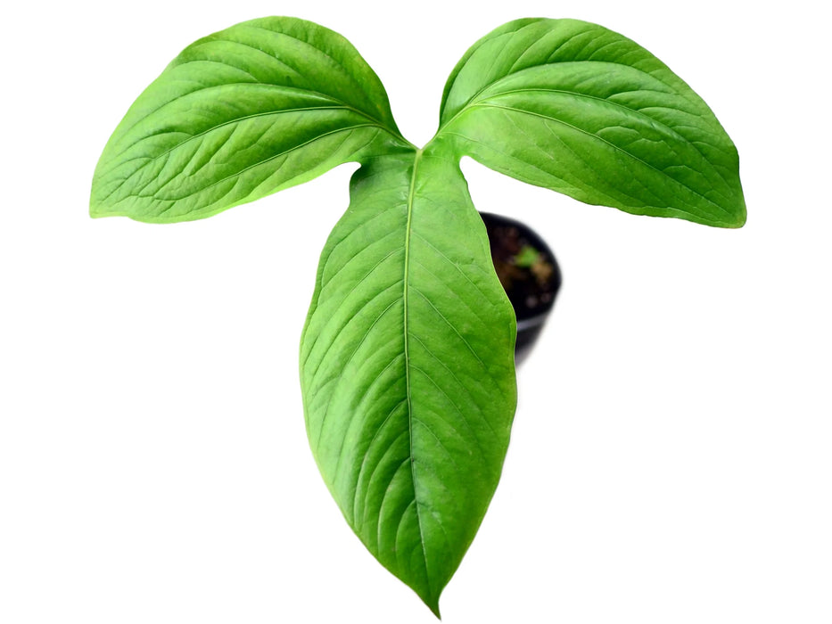 anthurium moronenses Anthurium moronense