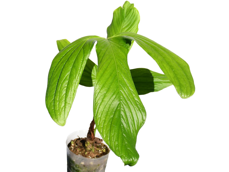 anthurium moronenses Anthurium moronense