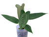 Anthurium Black Leafed Morona