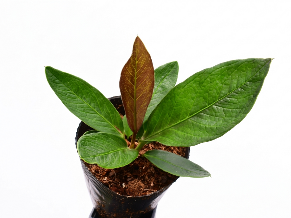 Anthurium nidus 'Jolis'