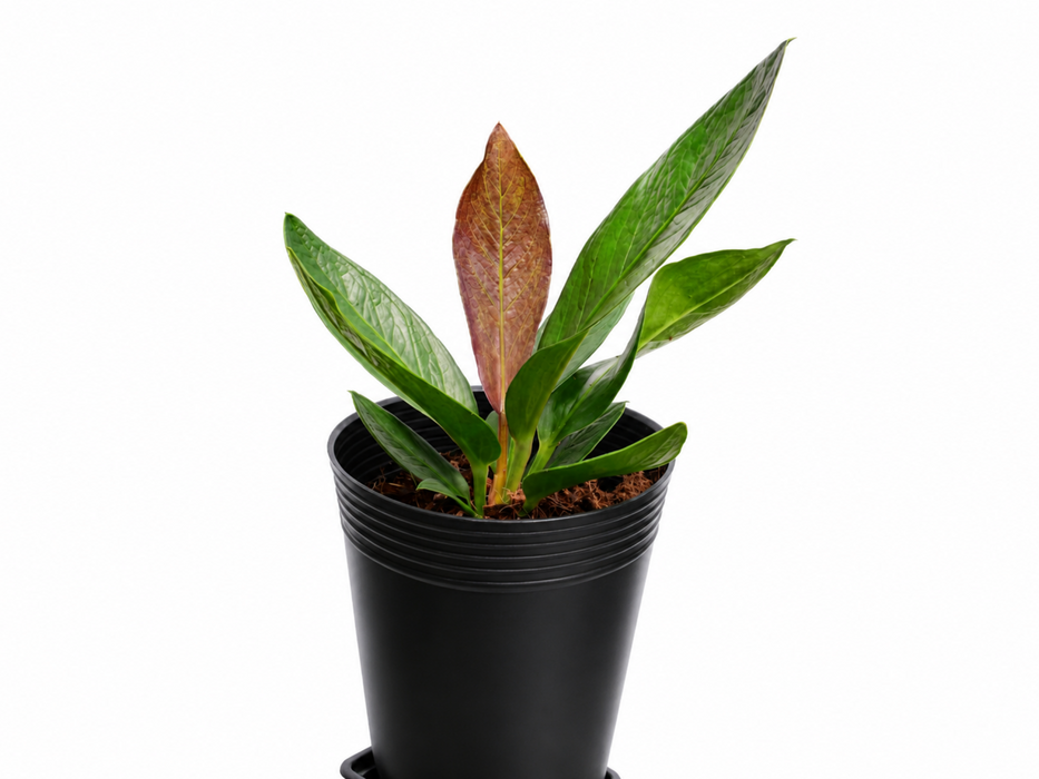 Anthurium nidus 'Jolis'