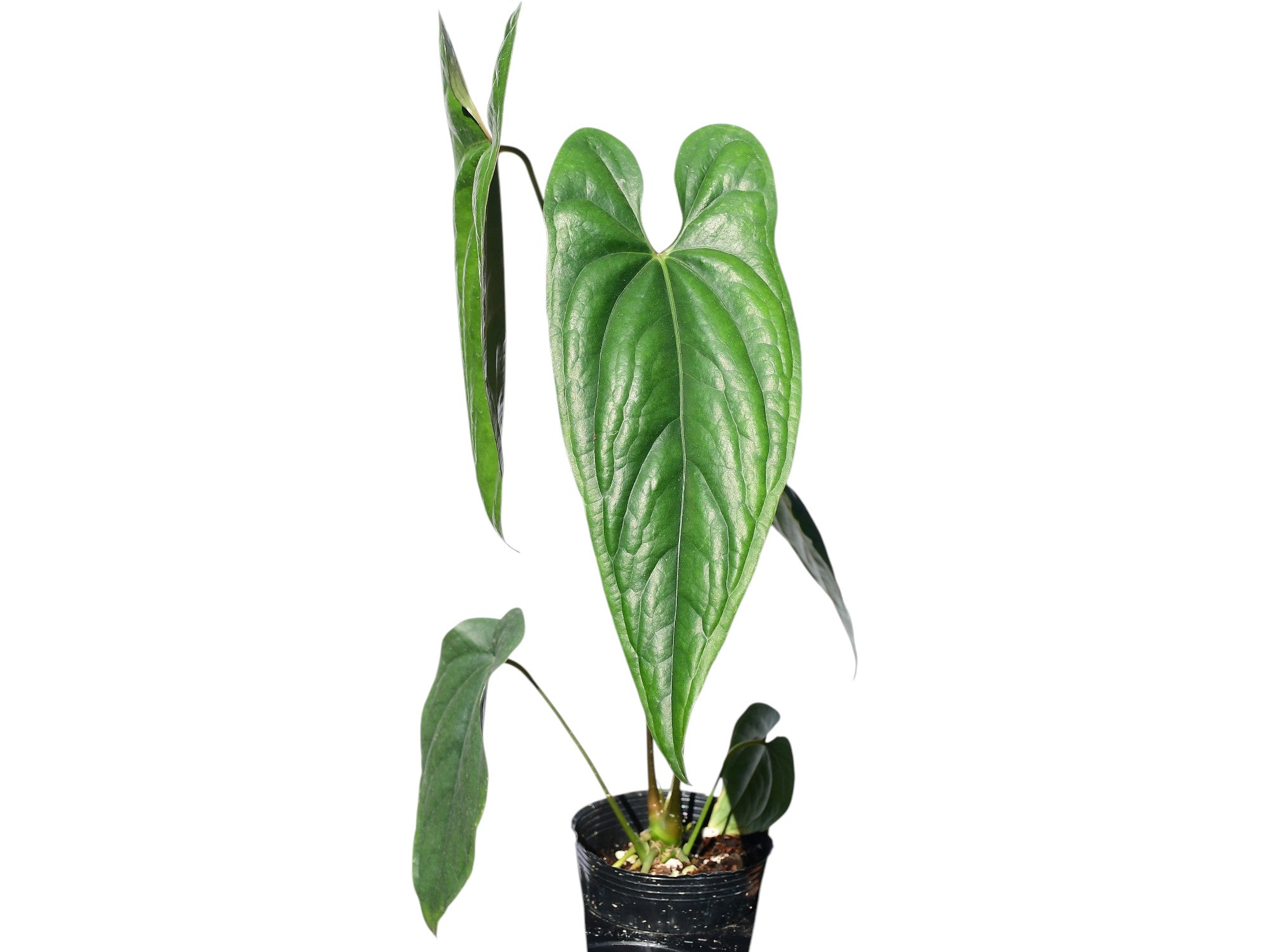 anthurium nero Anthurium nigrolaminum
