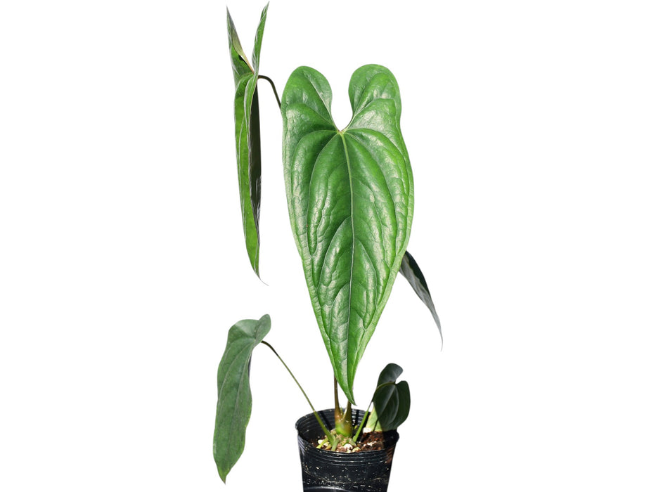 anthurium nebraska Anthurium nigrolaminum — Ecuagenera USA Corp