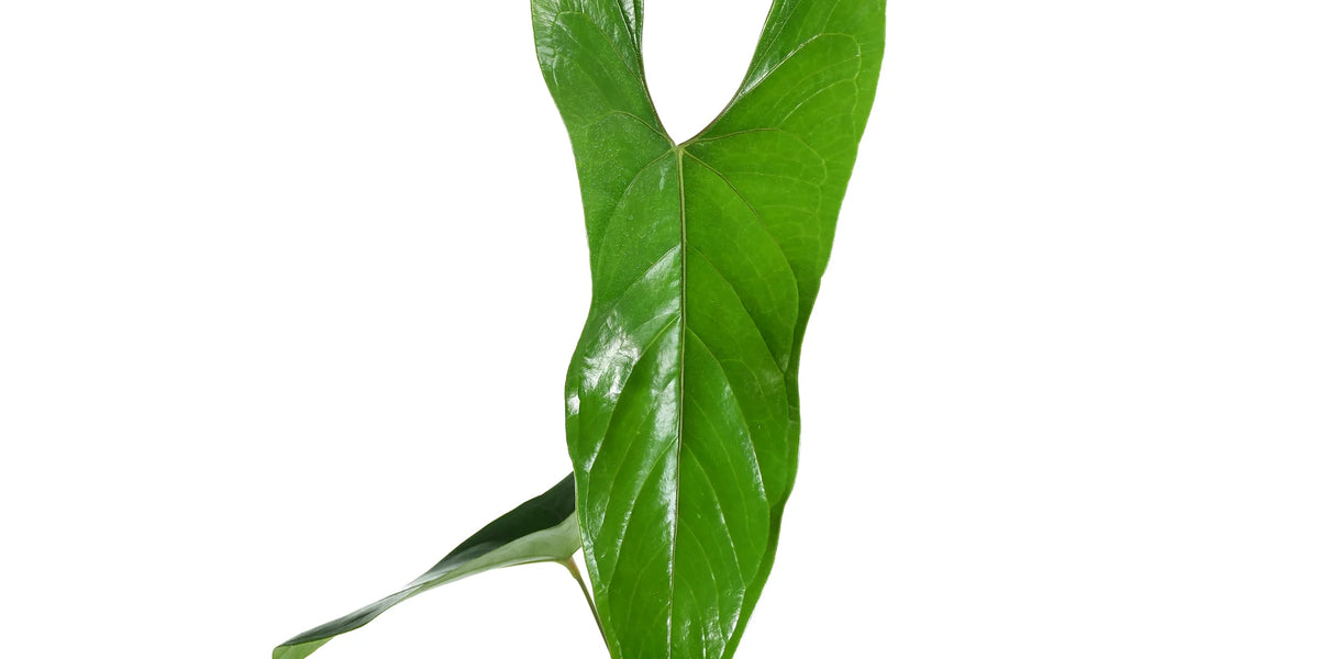 Anthurium_nigrolaminum_Gigi_12