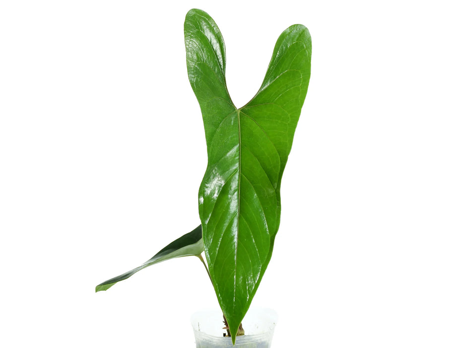 179 nigrolaminum 'Gigi' ニグロナミナム　ギギアンスリウム Anthurium nigrolaminum 'Gigi' x papillilaminum - Premium Hybrid