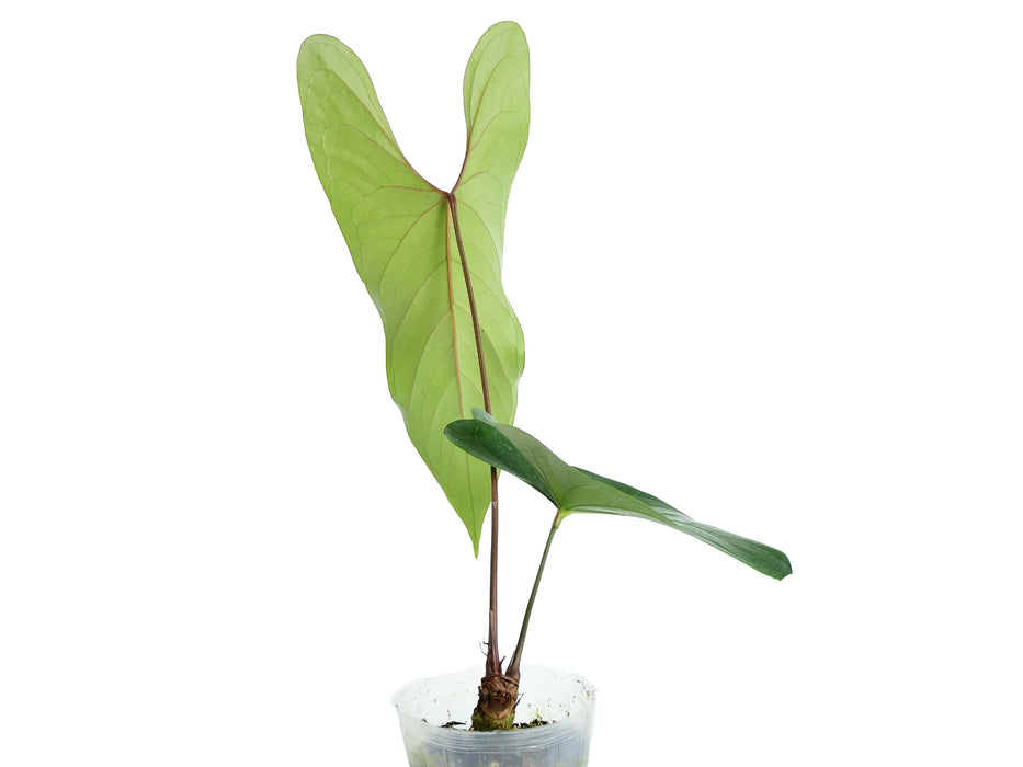 anthurium nigrolaminum gigi care Anthurium nigrolaminum 'Gigi'