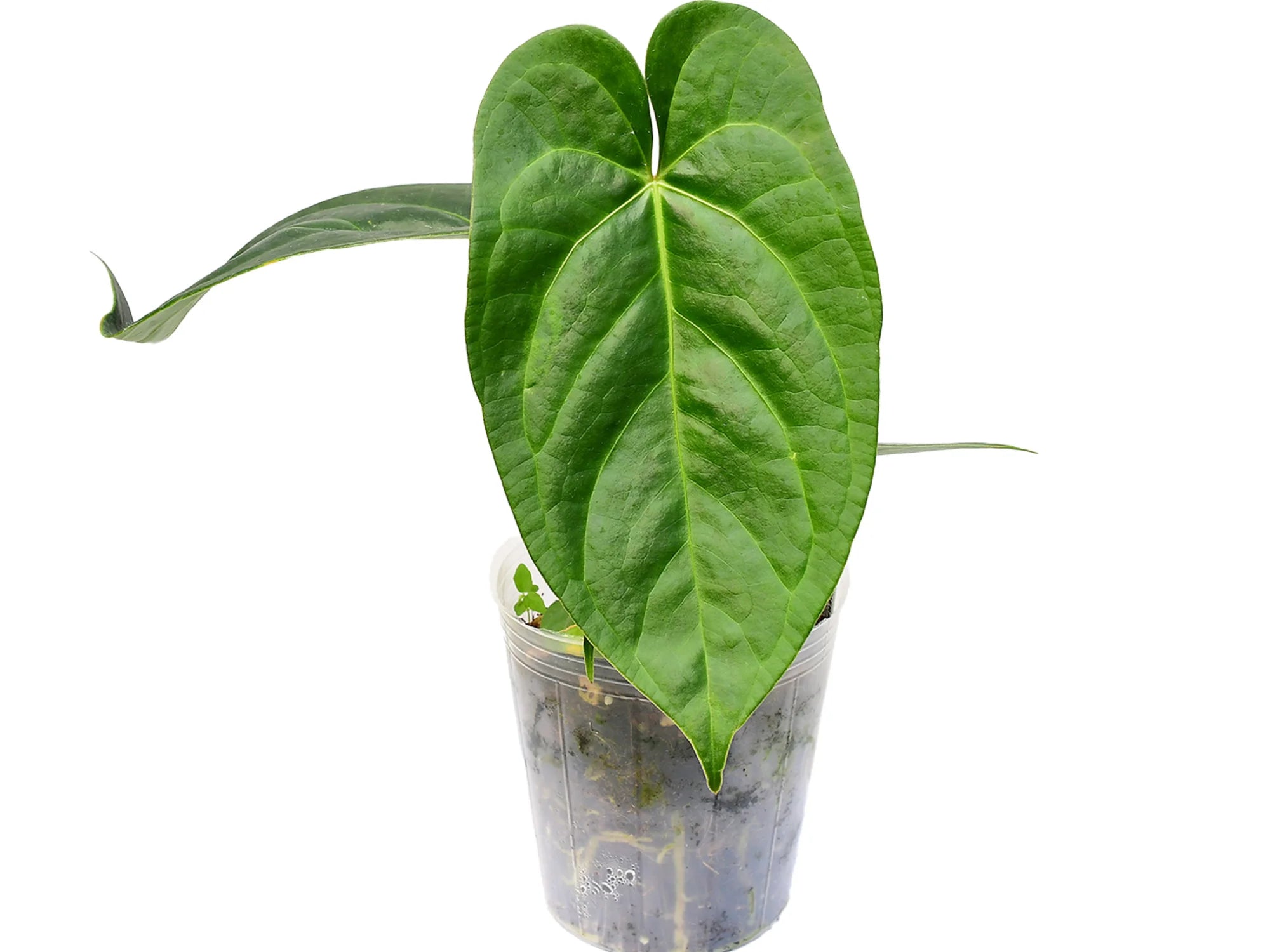 Anthurium nigrolaminum 'Gigi' x angamarcanum - Premium Hybrid
