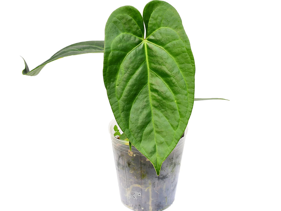 Anthurium nigrolaminum 'Gigi' x Anthurium angamarcanum