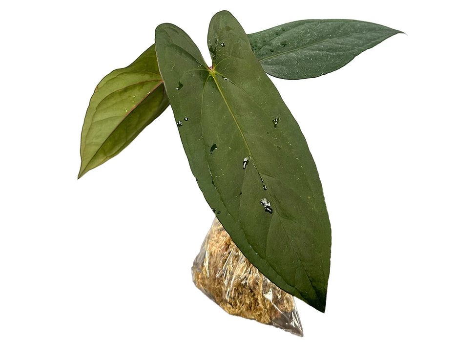 anthurium gigi Anthurium nigrolaminum 'Gigi' x papillilaminum Seedling - Premium Hybrid