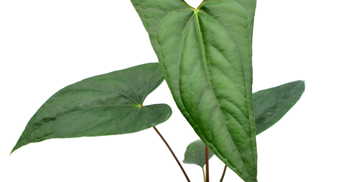 Anthurium nigrolaminum 'Gigi' x nigrolaminum - Enhanced Hybrid