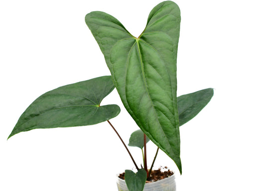 179 nigrolaminum 'Gigi' ニグロナミナム　ギギアンスリウム Anthurium nigrolaminum 'Gigi' x papillilaminum - Premium Hybrid