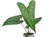 Anthurium nigrolaminum 'Gigi' x nigrolaminum