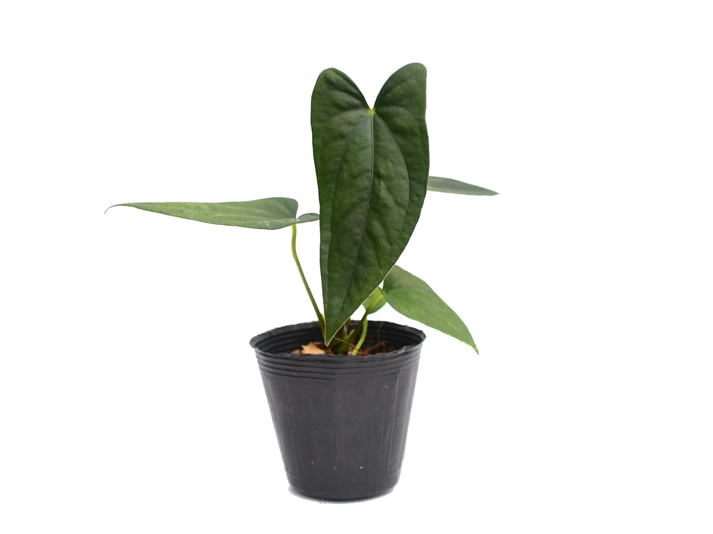 Anthurium nigrolaminum 'Gigi' x papillilaminum Seedling - Premium Anthurium nigrolaminum 'Gigi' x papillilaminum Seedling - Premium