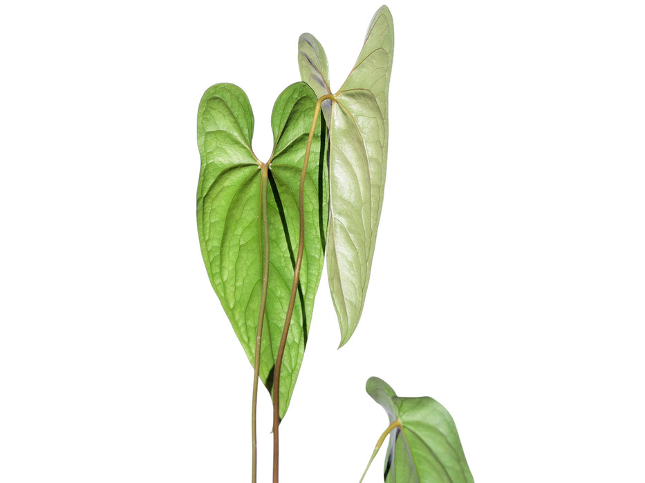 anthurium nero Anthurium nigrolaminum — Ecuagenera USA Corp