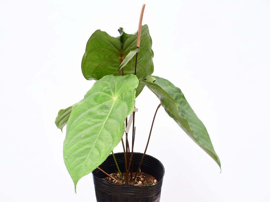 Anthurium nigrolaminum gigante x Anthurium forgetii
