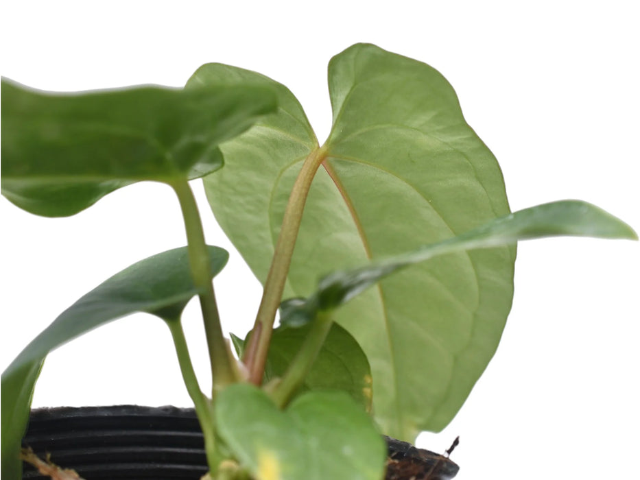 Anthurium nigrolaminum gigante x Anthurium dressleri