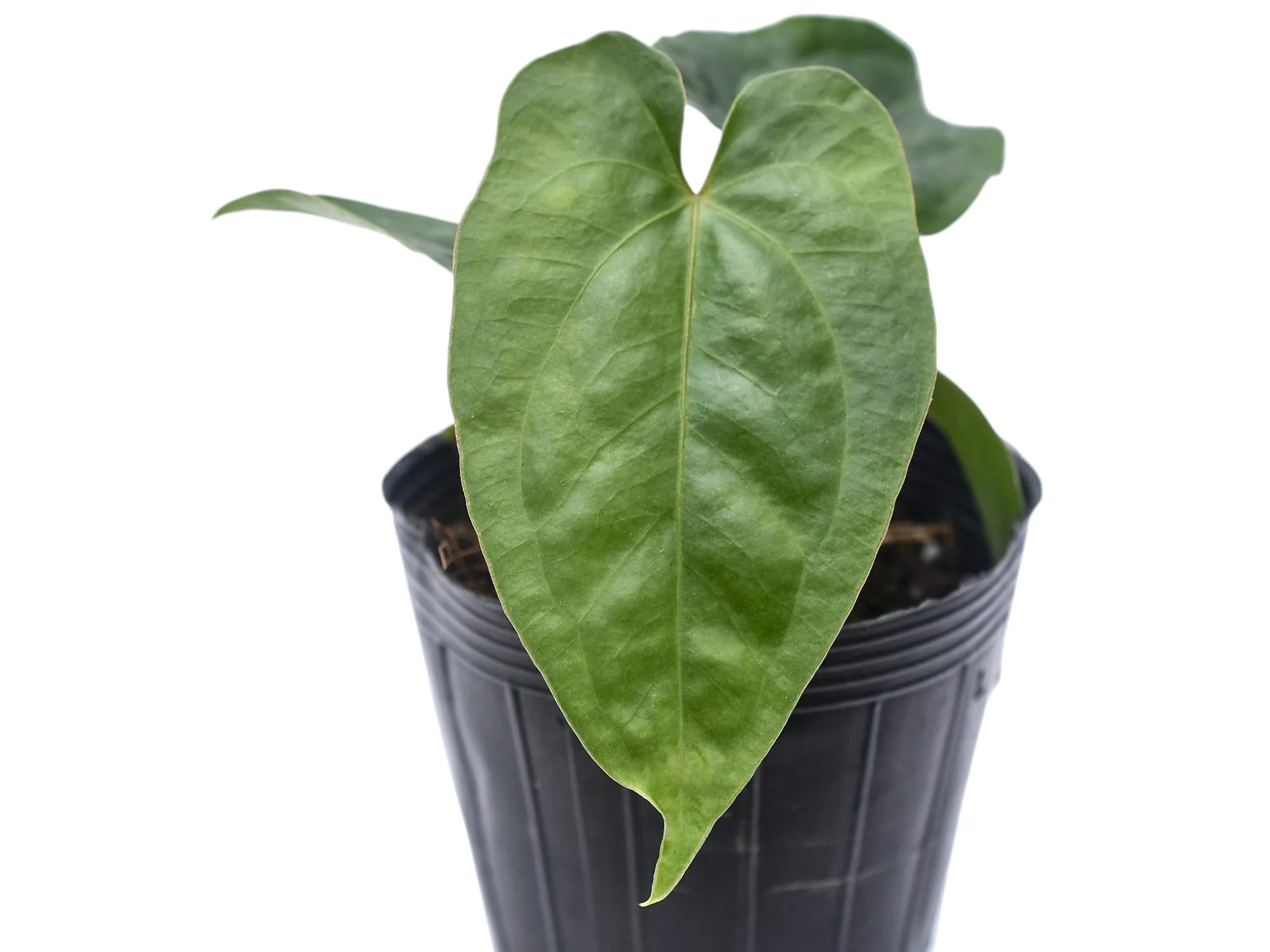 Anthurium nigrolaminum gigante x dressleri - Premium Hybrid