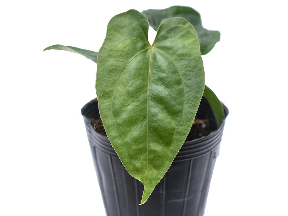 Anthurium nigrolaminum gigante x Anthurium dressleri (XS)
