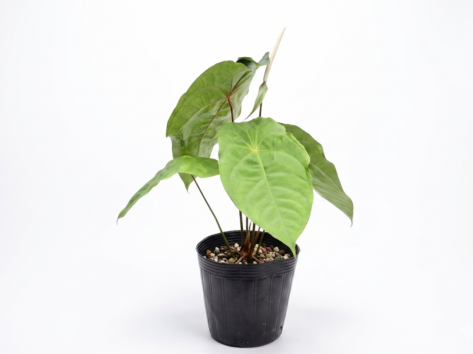 Anthurium nigrolaminum gigante x Anthurium forgetii
