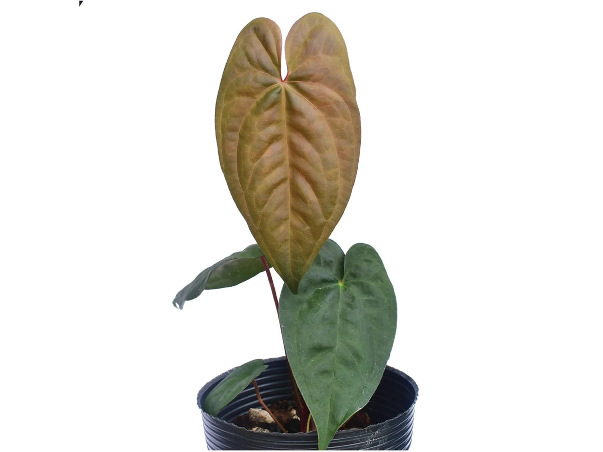 Anthurium_nigrolaminum_x_Anthu