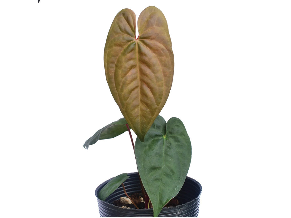 Anthurium nigrolaminum x dressleri - Bronze Copper Hybrid