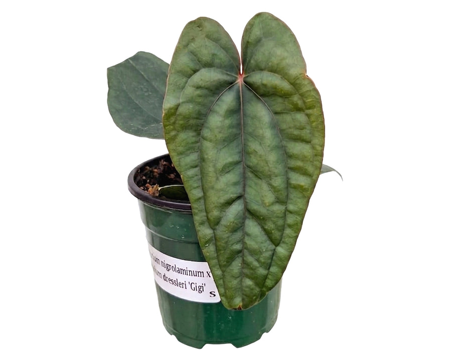 Anthurium nigrolaminum x Anthurium dressleri 'Gigi' (seedling)