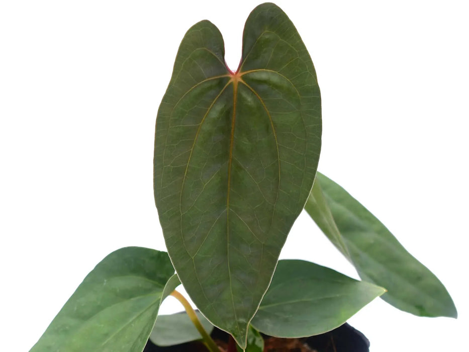 Anthurium Leonie Portilla Inverse crossing