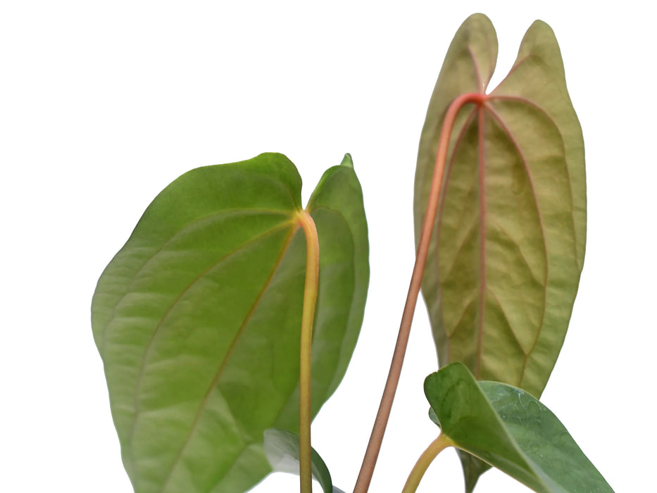 Anthurium Leonie Portilla Inverse crossing