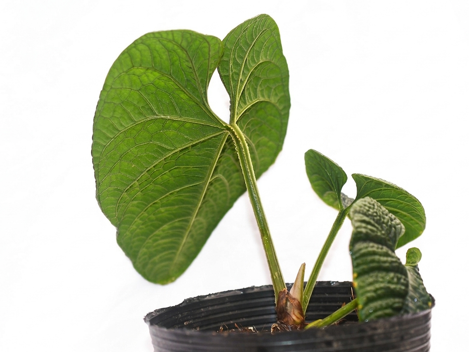 Anthurium nutibarense