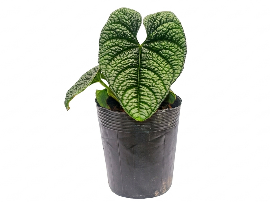 Anthurium nutibarense