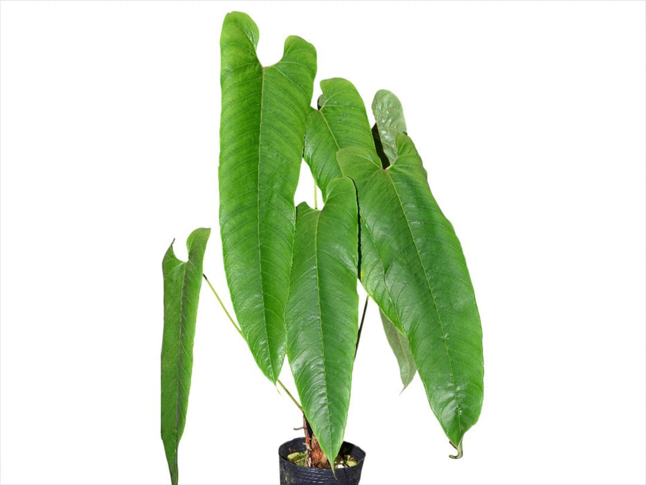 Anthurium offolterianum