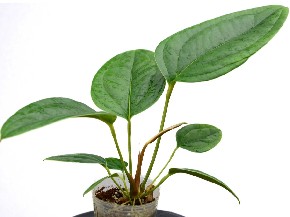 Anthurium ovatifolium — Ecuagenera USA Corp