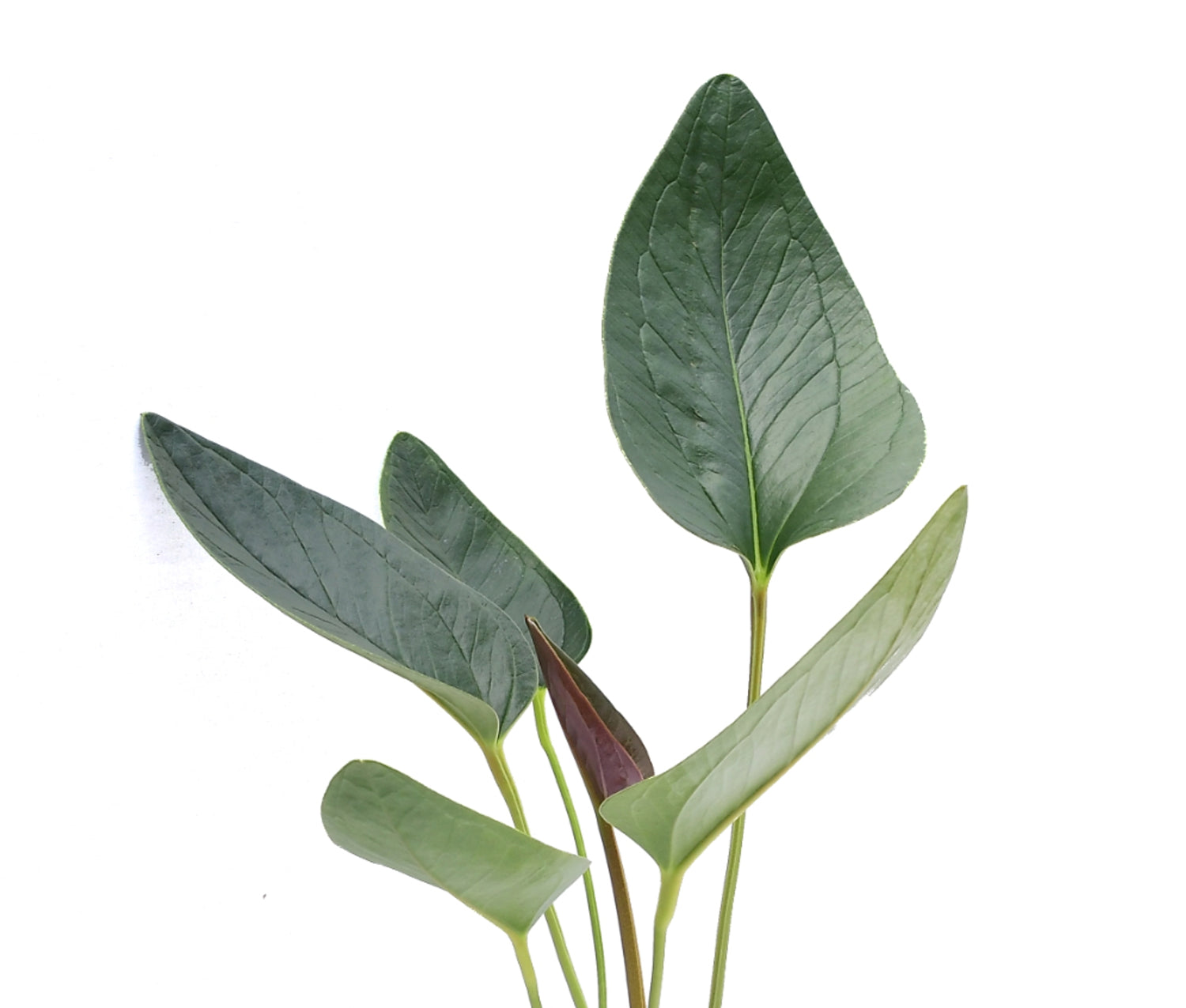 Anthurium ovatifolium aff