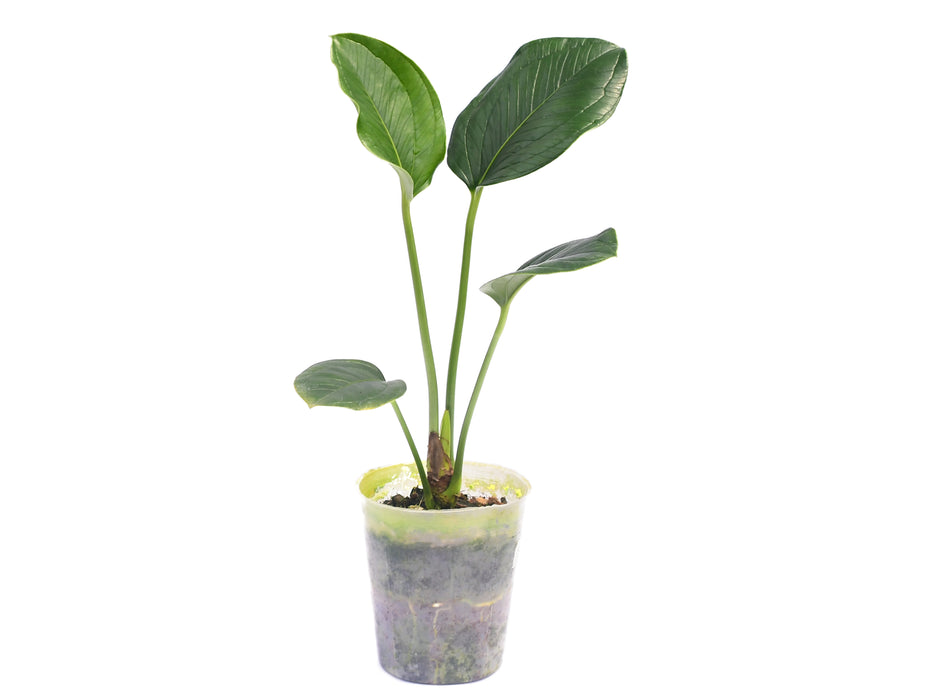 Anthurium ovatifolium aff