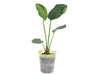 Anthurium ovatifolium aff