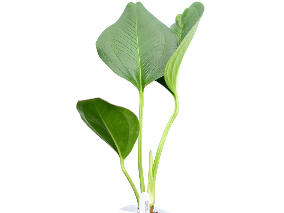 Anthurium ovatifolium type