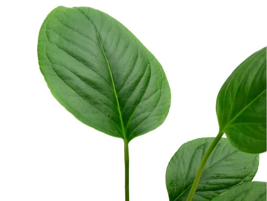 anthurium car Anthurium oxycarpum 2 - Broad Ovate Variety