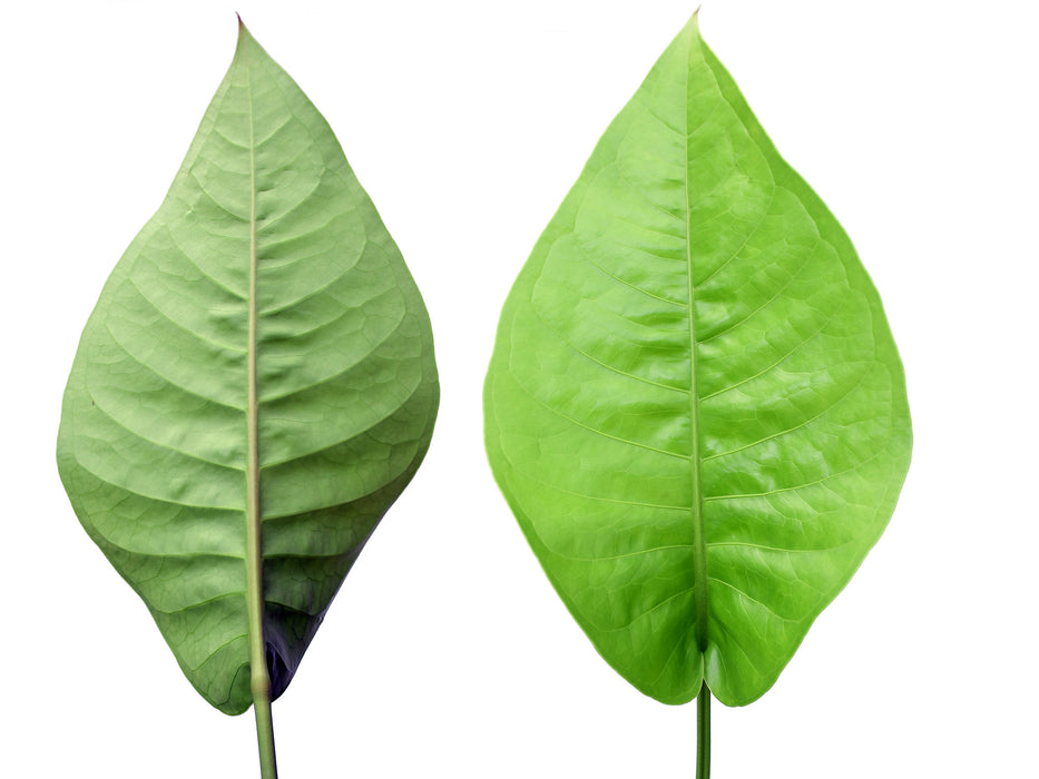 anthurium oxycarpum Anthurium oxycarpum giganteum